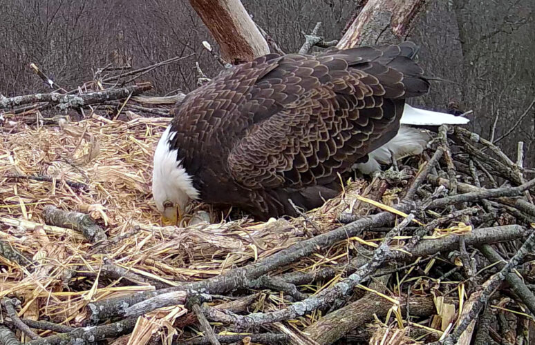 Hanover Bald Eagles lay first egg in nesting season